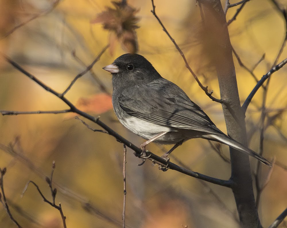 dark bird sitting on branch