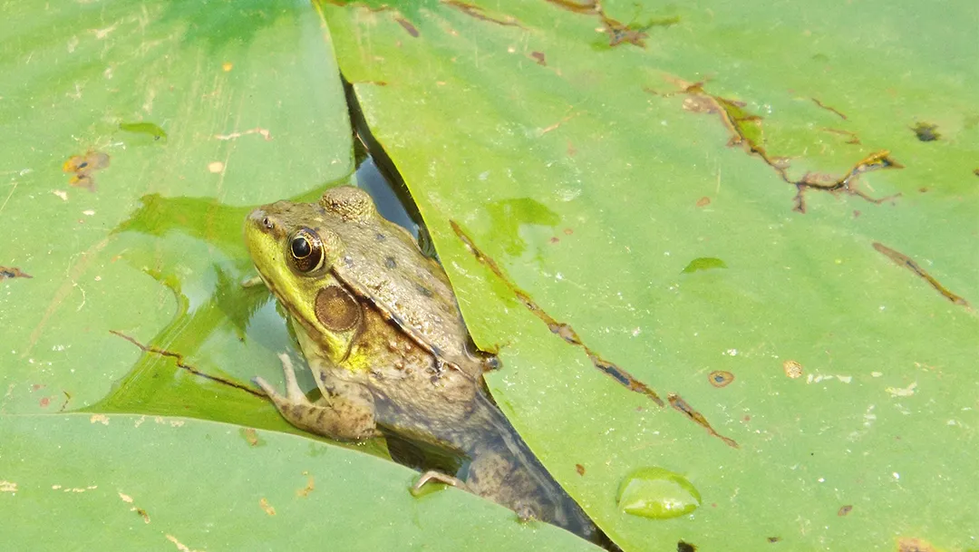 frog in lily pad
