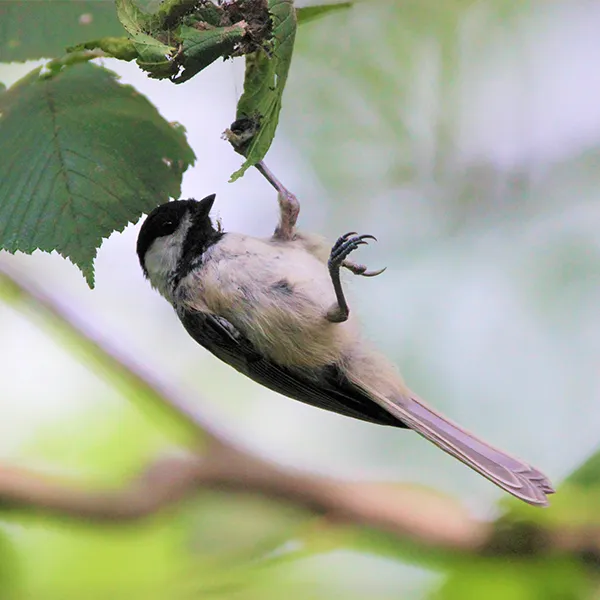 chickadee hanging from a tree